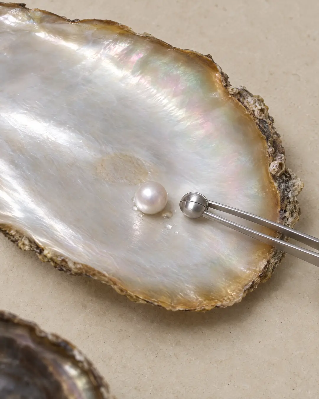 A white South Sea pearl resting on the silvery nacre of its opened shell, beside the steel tongs that lifted it